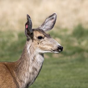 Mule Deer