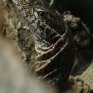 Peacock monitor : Crocodiles of the World : 07 Jun 2024