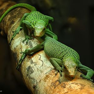 Green tree monitor : Crocodiles of the World : 07 Jun 2024