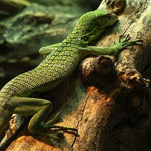 Green tree monitor : Crocodiles of the World : 07 Jun 2024