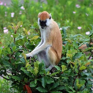 Heuglin’s Patas Monkey (Erythrocebus poliophaeus)