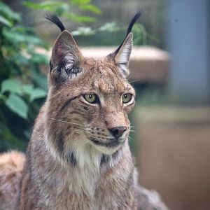 Eurasian Lynx