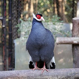 Blue Eared-pheasant