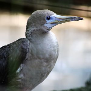 Red-footed Booby (Sula sula)