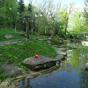 Polar bear enclosure #1