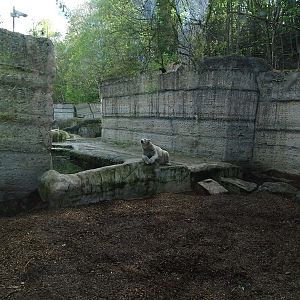 Polar bear enclosure #2