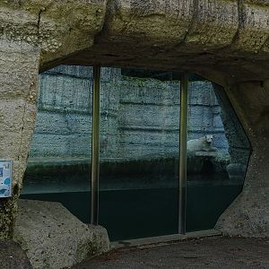 Polar bear enclosure #2