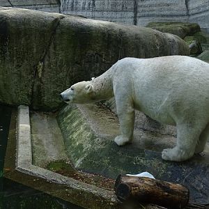 Polar bear (ursus maritimus)