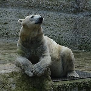 Polar bear (ursus maritimus)