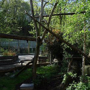 Snowy owl walk-through aviary