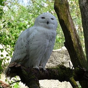 Snowy owl (Bubo scandiacus)