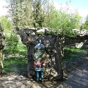 Arctic fox enclosure