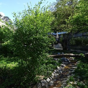 Arctic fox enclosure