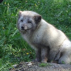 Arctic fox (Vulpes lagopus)