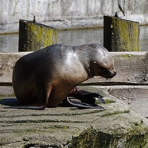 South American sea lion (Otaria flavescens)
