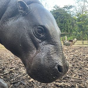 Pygmy Hippo, ‘Amara’