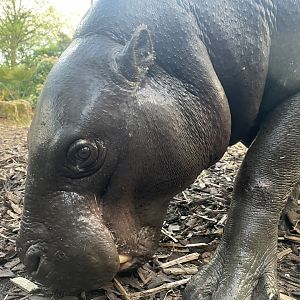 Pygmy Hippopotamus, ‘Amara’
