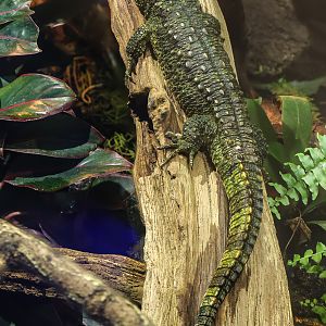 Chinese crocodile lizard : Whipsnade : 09 Jun 2024