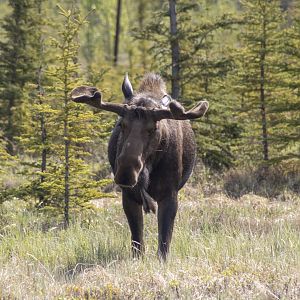 Bull Moose