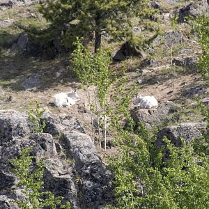 Mountain Goats