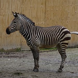 Hartmann's mountain zebra (Equus zebra hartmannae)