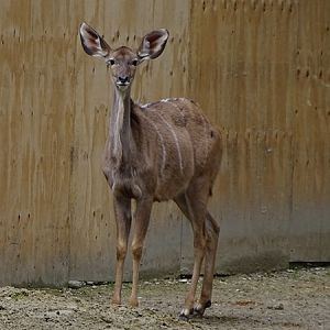 Greater kudu (Tragelaphus strepsiceros)