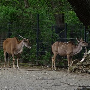 Greater kudu (Tragelaphus strepsiceros) & Common eland (Taurotragus oryx)