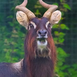 Male Nile Lechwe- 11th June 2024