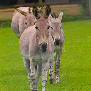 Somali Wild Ass- 11th June 2024