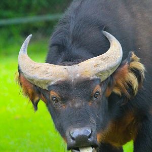 Red Forest Dwarf Buffalo- 11th June 2024