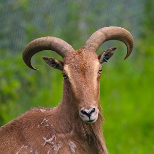 Barbary Aoudad (Sheep)- 11th June 2024