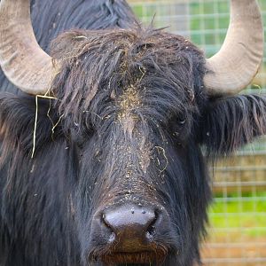 Domestic Water Buffalo- 11th June 2024