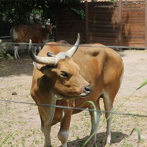 Banteng - 6/4/2024