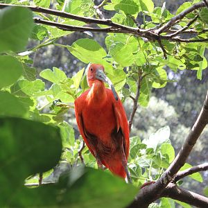 Scarlet Ibis - 6/4/2024