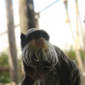Emperor Tamarin - 6/4/2024