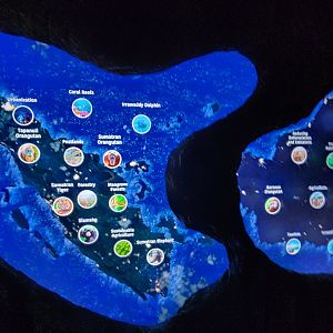 Hubbard Orangutan Forest