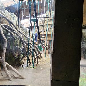 Hubbard Orangutan Forest