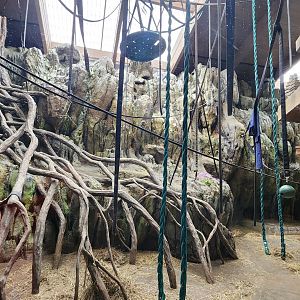 Hubbard Orangutan Forest