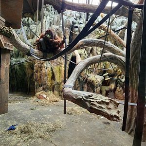 Hubbard Orangutan Forest