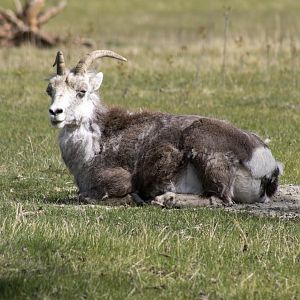 Thinhorn Sheep