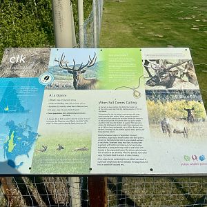Elk Information Sign