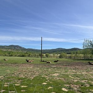 Elk enclosure