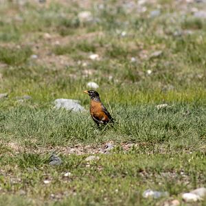 American Robin - Yukon