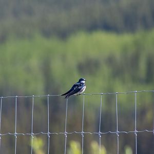 Tree Swallow - Yukon