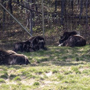 Muskox Herd