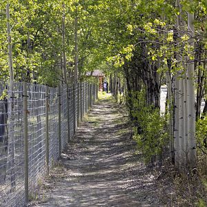 Path along fence line