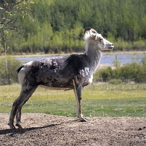 Thinhorn Sheep