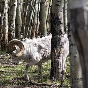 Heavy Lies the Head....