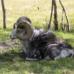 Thinhorn Sheep