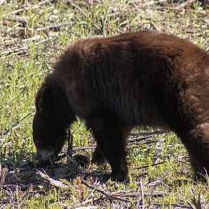 Cinnamon Phase Black Bear - Yukon